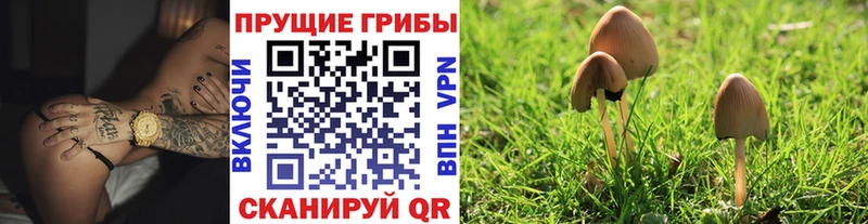 Псилоцибиновые грибы GOLDEN TEACHER  Купить где  Архангельск 